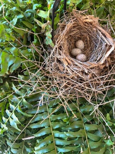 Bird's nest with eggs